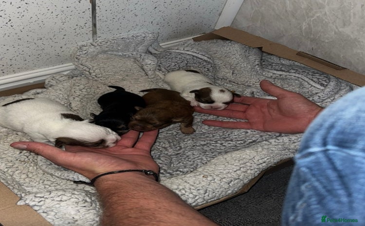 Shih Tzu dogs - Advert 8