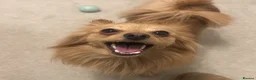 Pomeranian dogs for sale: Pomeranian for Adoption - Advert 3