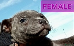 Staffordshire Bull Terrier dogs for sale: CHUNKY blue Staffordshire bull terror puppys - Image 8