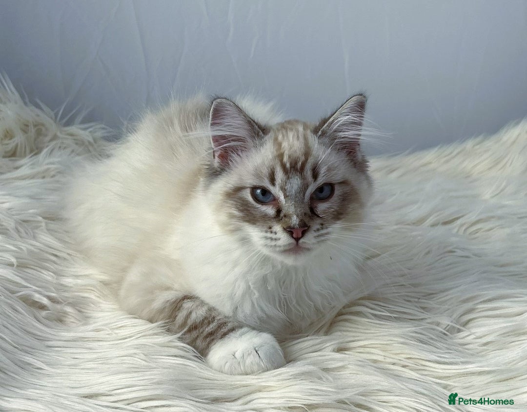 Ragdoll cats for sale: Playful Pedigree Ragdoll Kittens Available - Image 16