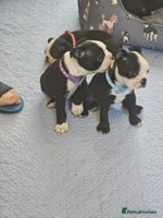 Boston Terrier dogs - Advert 1