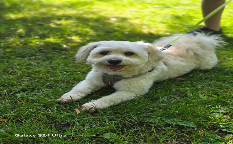 Mixed Breed dogs - Advert 7