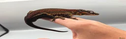 Gecko reptiles for sale: Orange Stripe Gargoyle Gecko CB26 - Advert 7