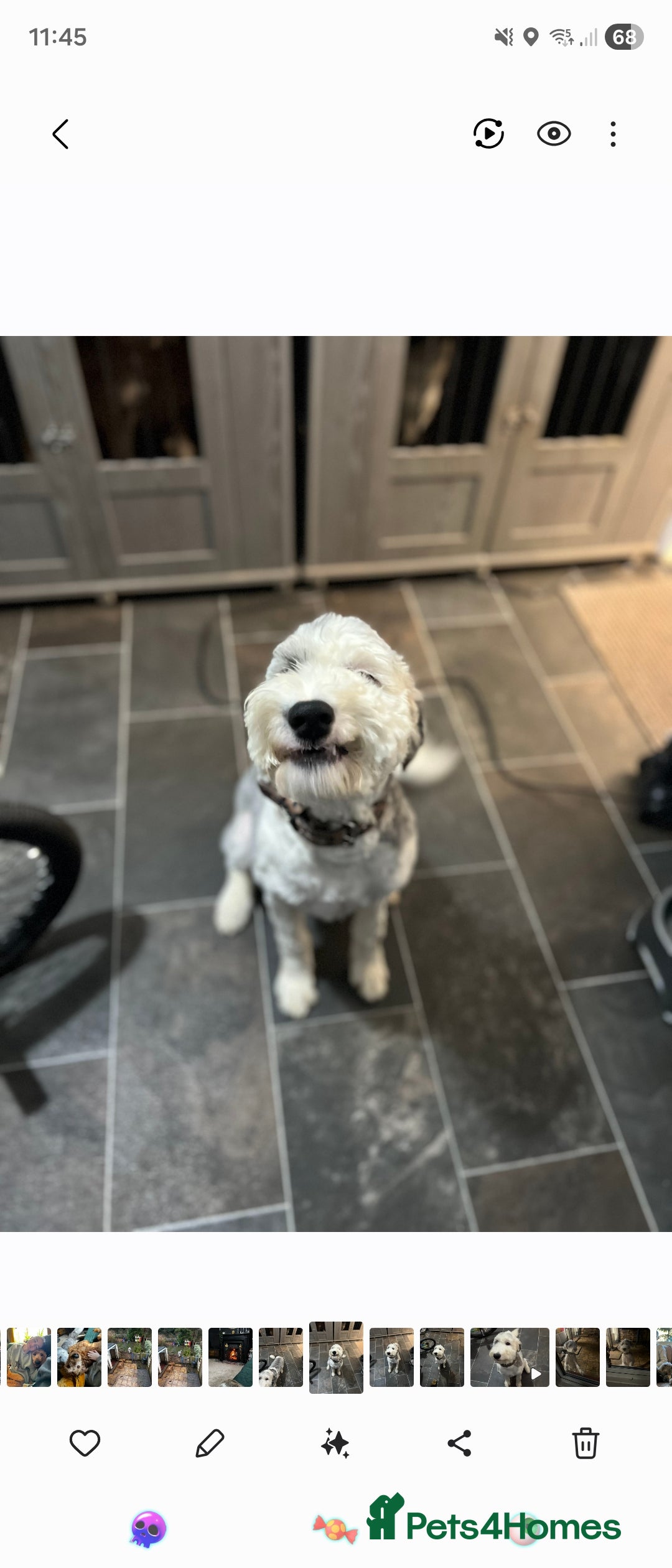Sheepadoodle dogs for sale: Gorgeous girl  - Image 1