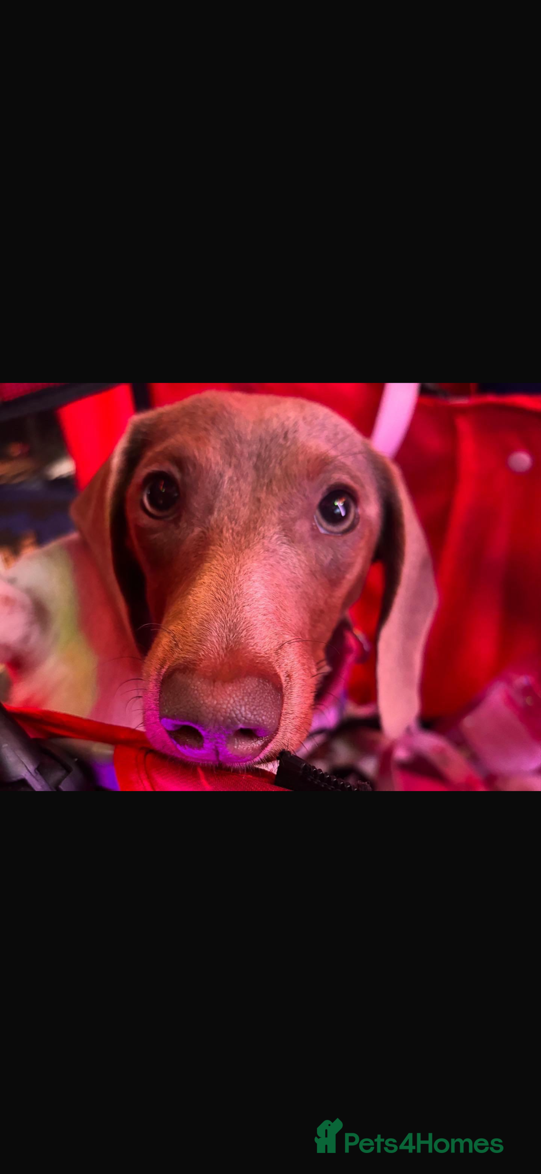 Miniature Dachshund dogs for sale: Female miniature dachshund - Image 2
