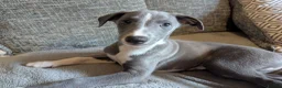 Whippet dogs for sale: Beautiful friendly blue and white male - Advert 7