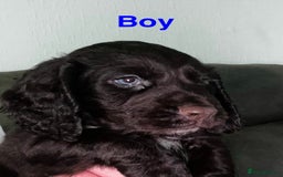 Cocker Spaniel dogs for sale:   KC Registered cocker spaniel 🐾🐾🐾🐾🐾🐾🐾🐾 - Image 4