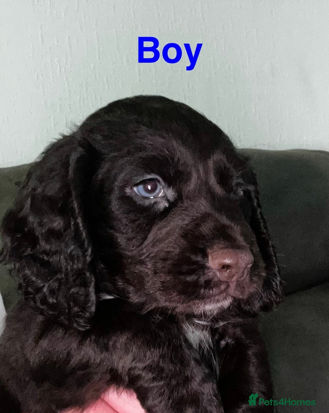 Cocker Spaniel dogs for sale:   KC Registered cocker spaniel 🐾🐾🐾🐾🐾🐾🐾🐾 - Image 4