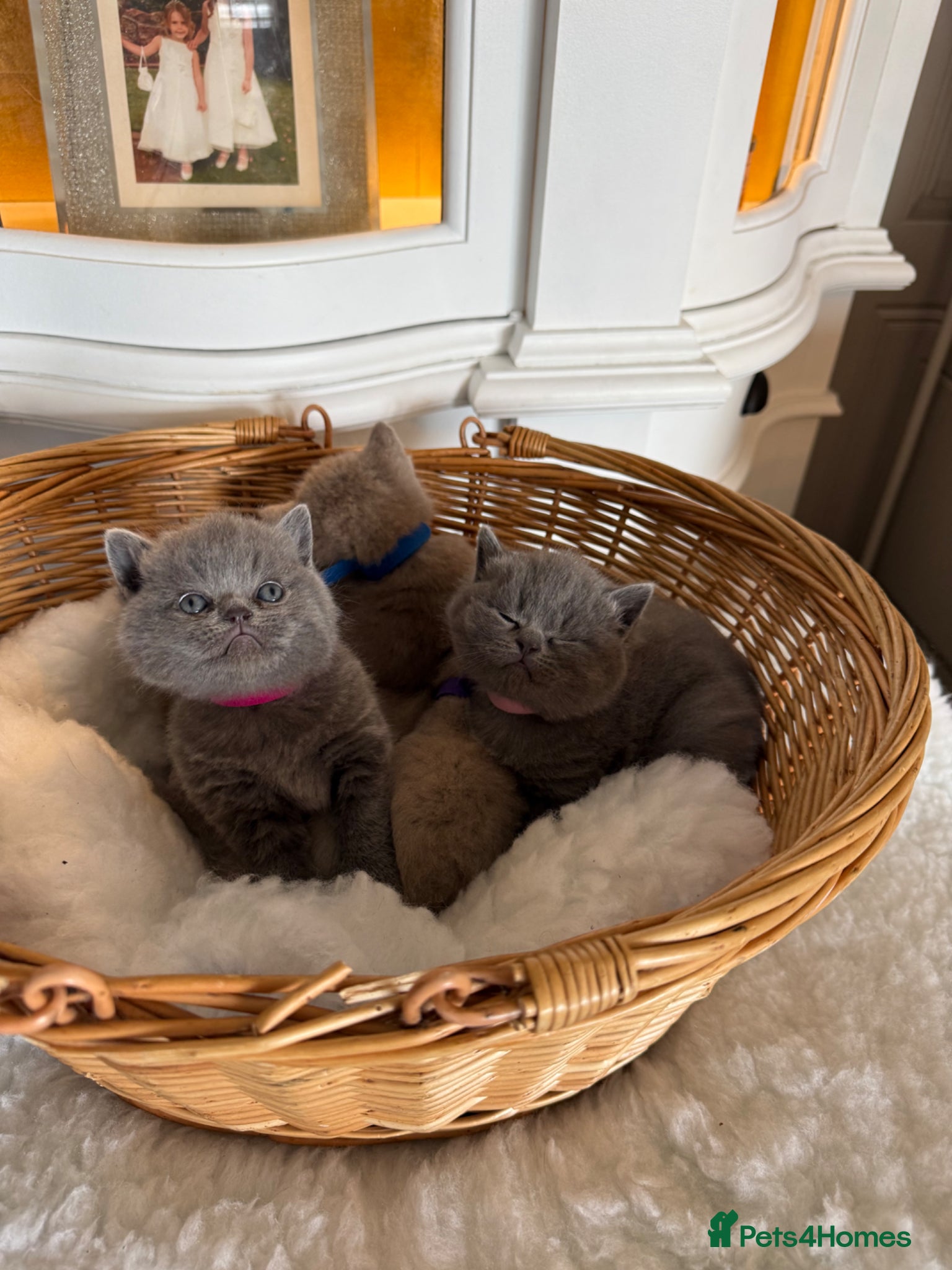 British Shorthair cats for sale: Beautiful British shorthair kittens  in Cardiff - Advert 9