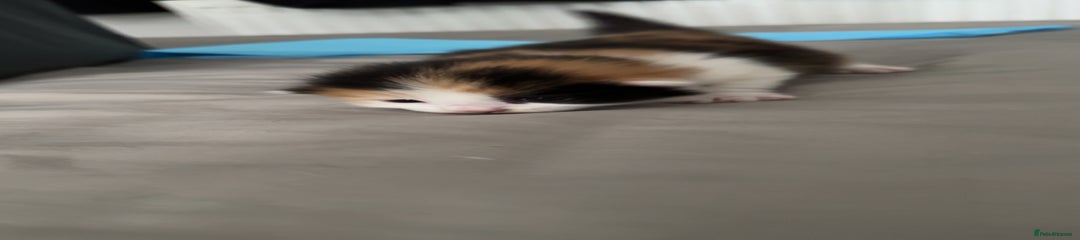 Mixed Breed Kitten 2