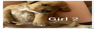 Mixed Breed 4