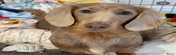 Miniature Dachshund dogs for sale: Long Hair Miniature Dachshund Female  in Gravesend - Advert 7