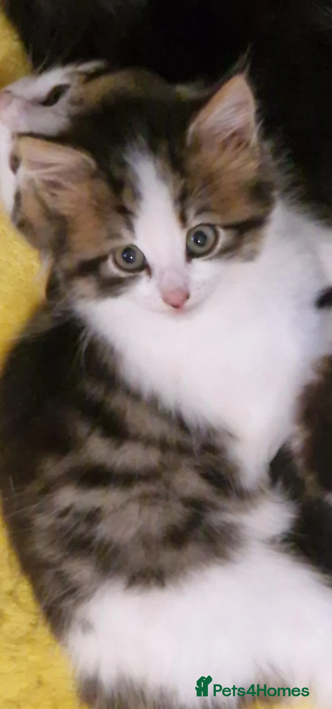 Mixed Breed cats for sale: Beautiful floofs ready now - Advert 2