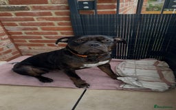 Mixed Breed dogs for sale: staffy x rottweiler 2 years old rehome  - Image 3