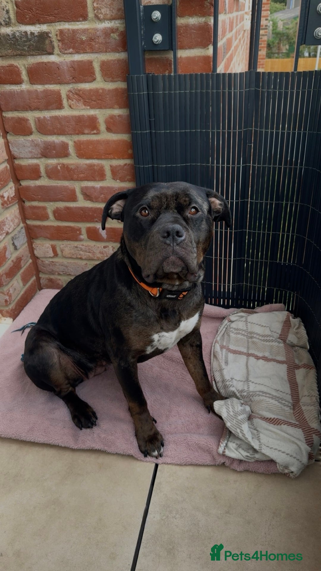 Mixed Breed dogs for sale: staffy x rottweiler 2 years old rehome  - Image 3