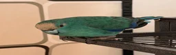 Parrots birds for sale: Bonded  kakariki male and female 7 months old i - Advert 16