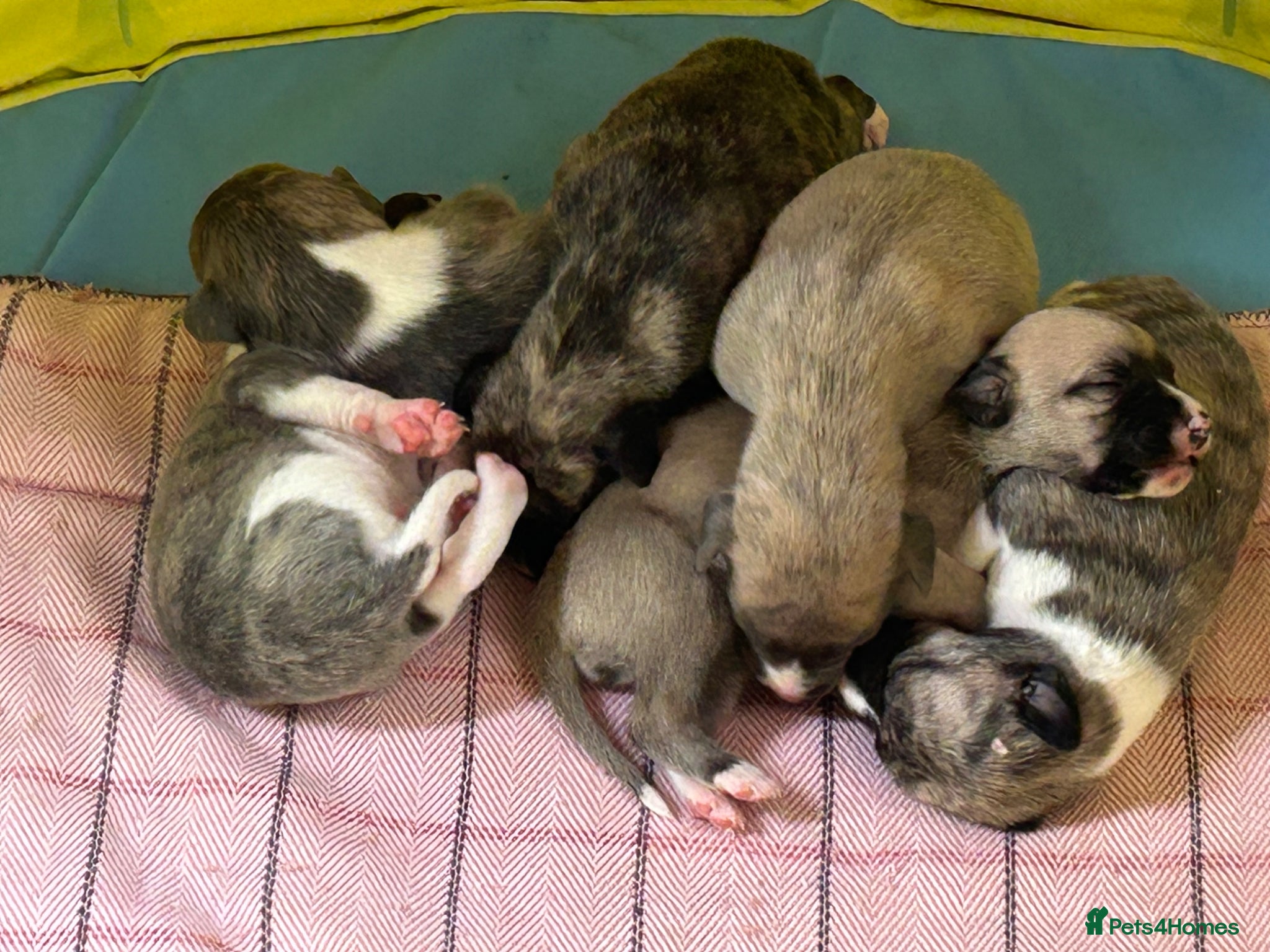 Whippet dogs for sale: Pure bred beautiful whippet pups  - Advert 2