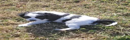 Jackapoo dogs for sale: Fluffy Jackapoo × Cavalier King Charles Puppies in Chichester - Advert 15