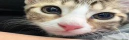 Mixed Breed cats for sale: tabby kitten for Adoption - Advert 21