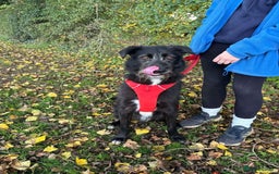 Mixed Breed dogs for adoption: Meet Magnus,currently residing in Cheshire  - Image 4