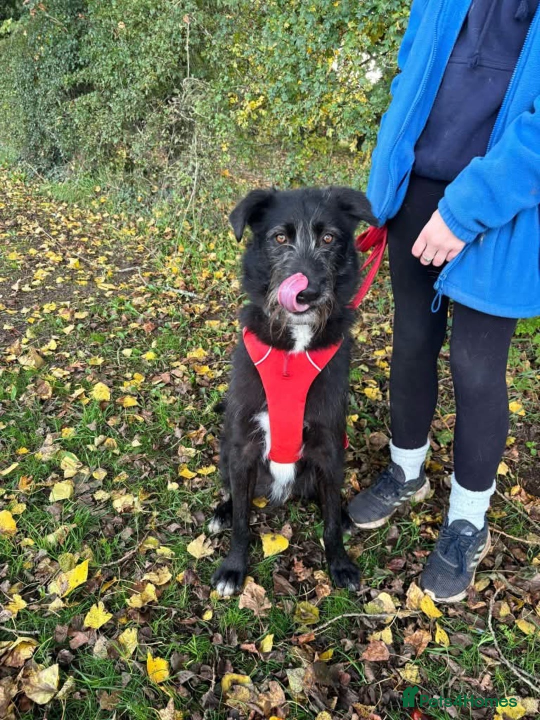 Mixed Breed dogs for adoption: Meet Magnus,currently residing in Cheshire  - Image 4