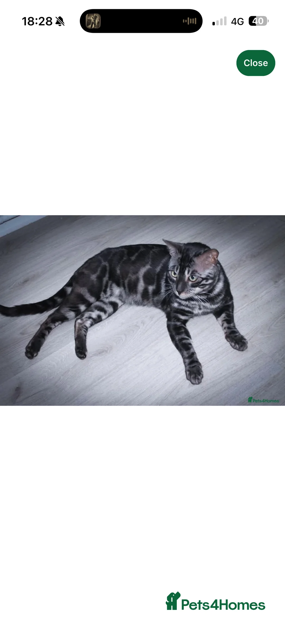 Bengal cats for sale: 2.5 year old charcoal Bengal Boy - Advert 8