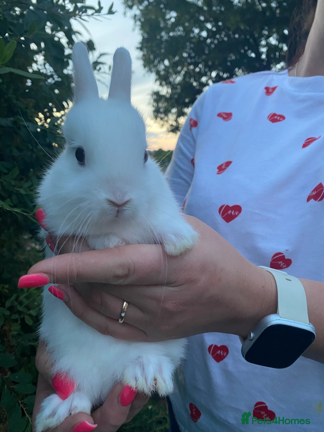 Netherland Dwarf rabbits for sale: 3 Beautiful blue eyed Netherland dwarf bunnies - Image 4
