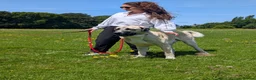 Anatolian Shepherd dogs for sale: Anatolian Shepherd  - Advert 3