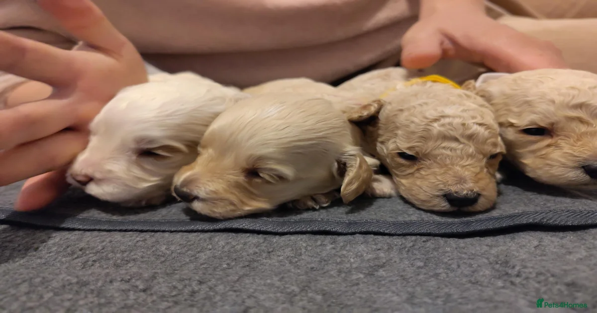 Caramel Cockapoo Puppies for sale | Pets4Homes