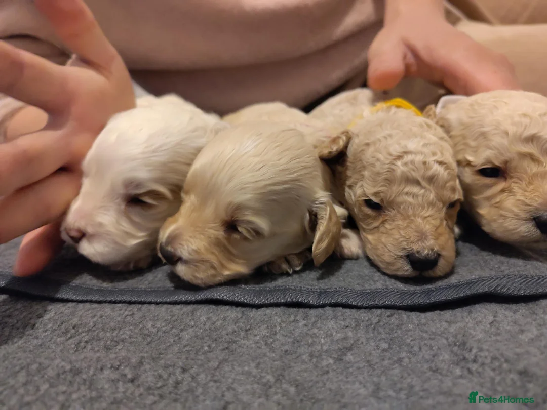 Cockapoo dogs for sale: F1B Cockapoo Puppies | KC Reg. Toy Poodle Dad - Advert 1