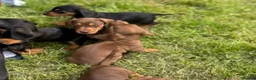 Dachshund dogs for sale: 9 Beautiful Dachshund Puppies for Sale in Pontypool - Advert 9