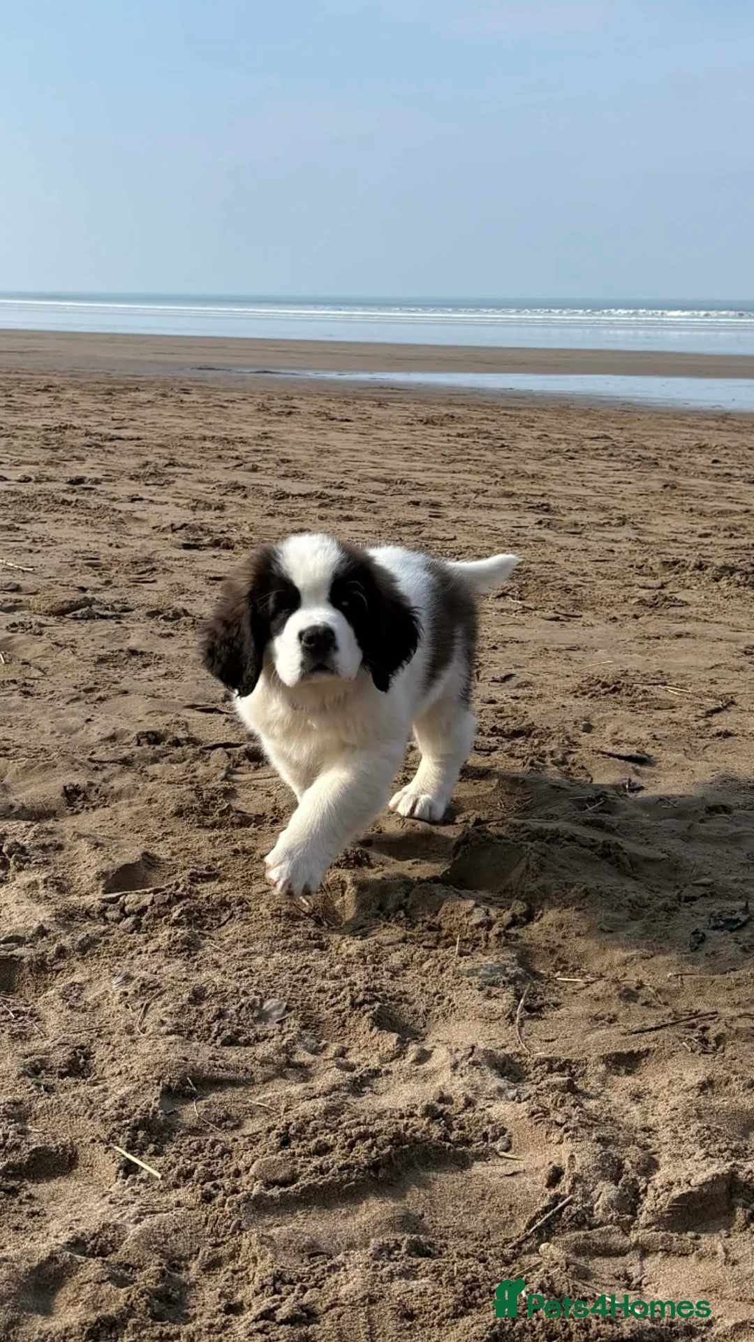Saint Bernard dogs for sale: St B girl from HIP & ELBOW tested parents  - Advert 2