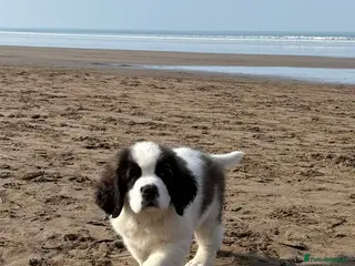 Saint Bernard dogs St B girl from HIP & ELBOW tested parents - Advert 11