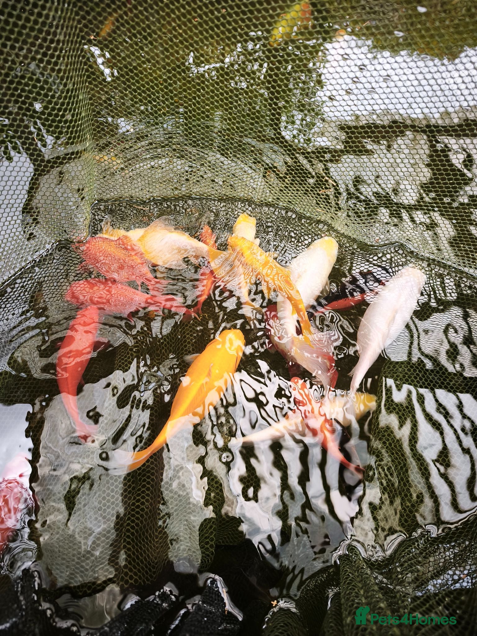 Goldfish fish Free Pond Goldfish - Advert 3
