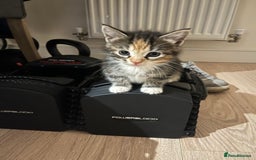 Mixed Breed cats for sale: 3 friendly fluffy female kittens for sale - Image 2
