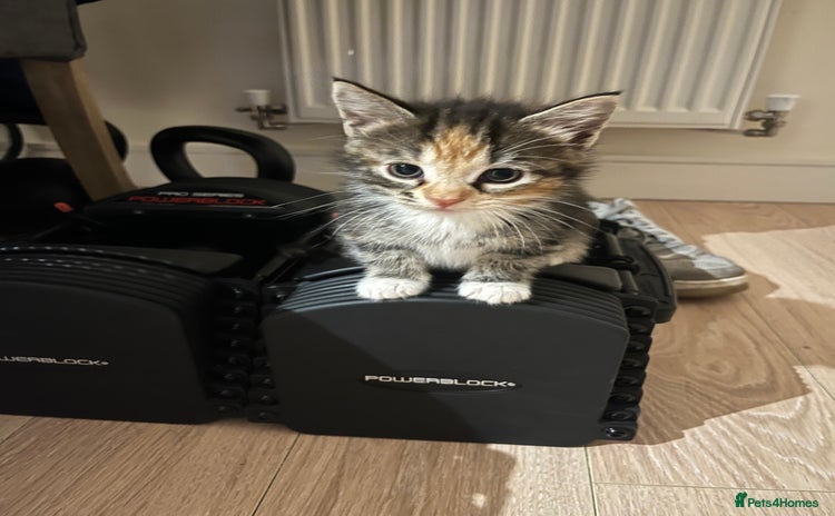 Mixed Breed cats - Advert 6