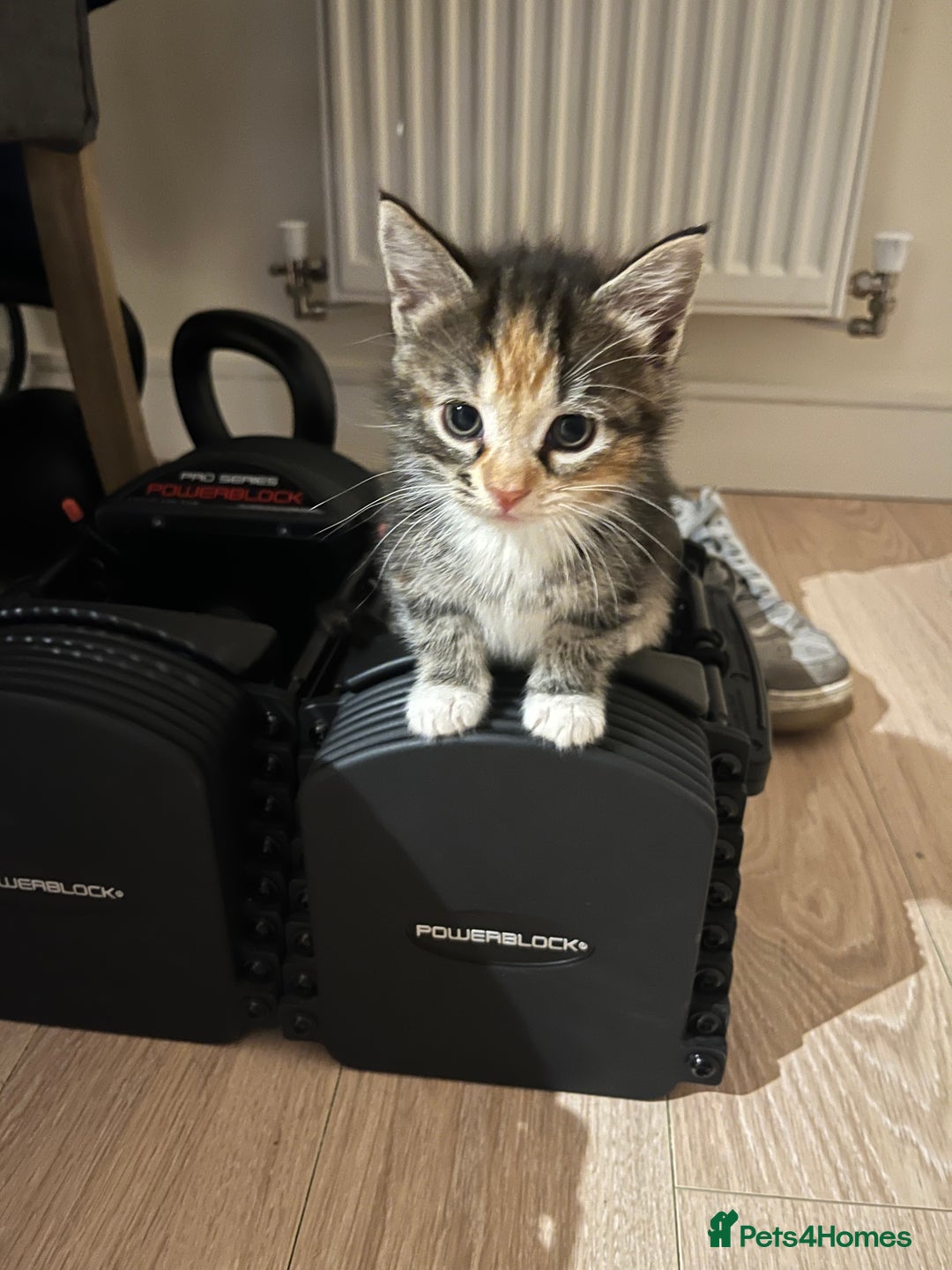 Mixed Breed cats for sale: 3 friendly fluffy female kittens for sale - Image 2