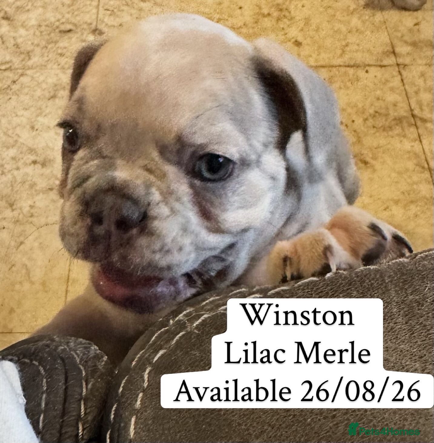 French Bulldog dogs 1. Lilac Merle  Boy left. Dwkc Registered  - Advert 8