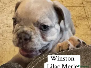 French Bulldog dogs 1. Lilac Merle Boy left. Dwkc Registered - Advert 1