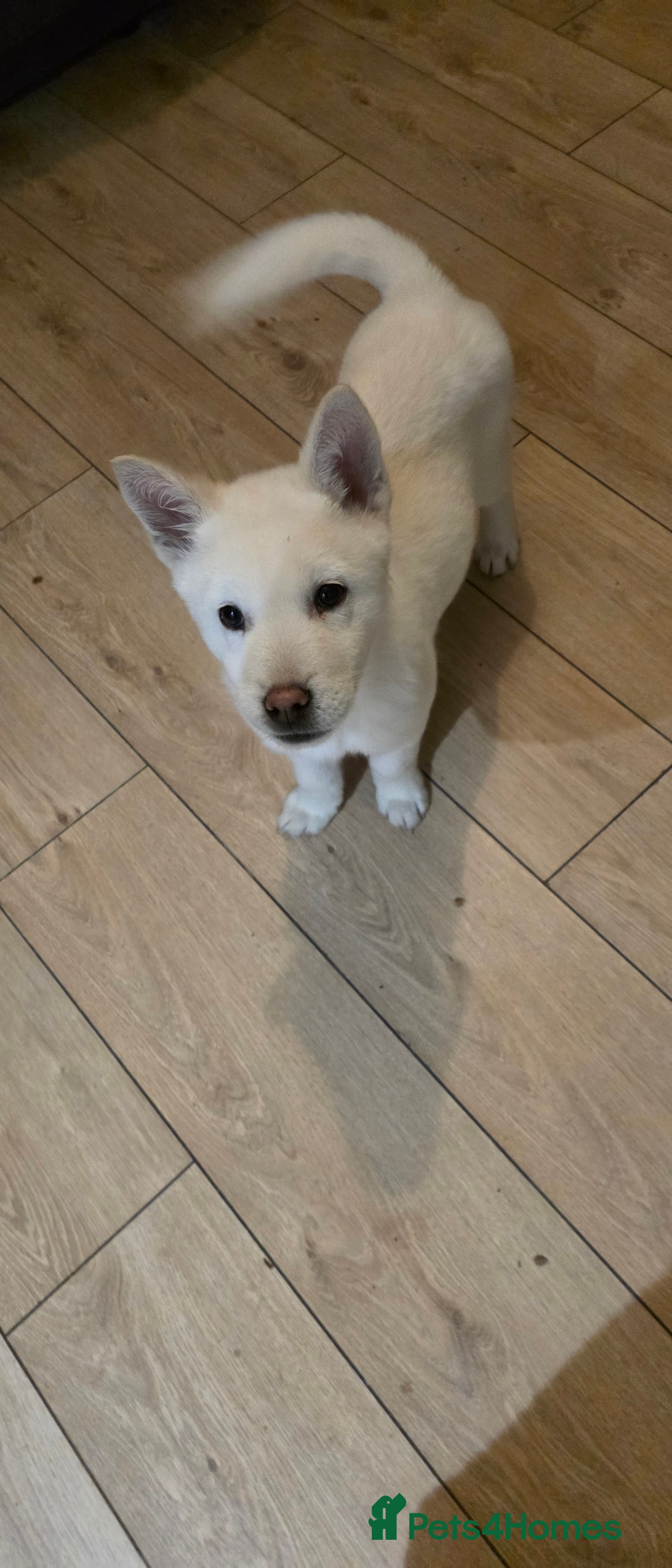 Mixed Breed dogs adorable male Chowski pup for sale - Advert 1