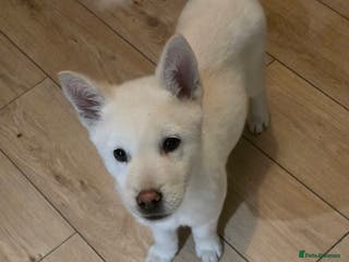 Mixed Breed dogs adorable male Chowski pup for sale - Advert 11