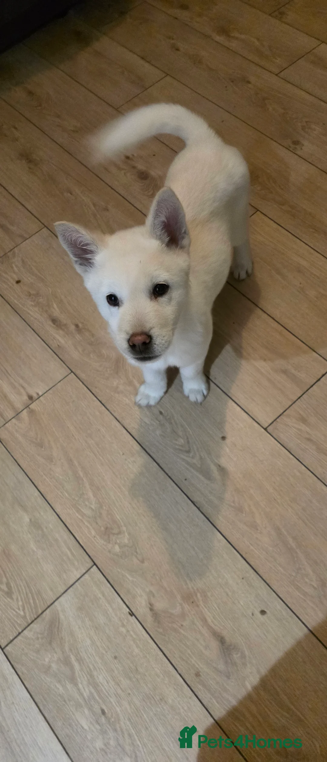 Mixed Breed dogs for sale: adorable male Chowski pup for sale - Advert 2