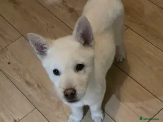 Mixed Breed dogs adorable male Chowski pup for sale - Advert 4