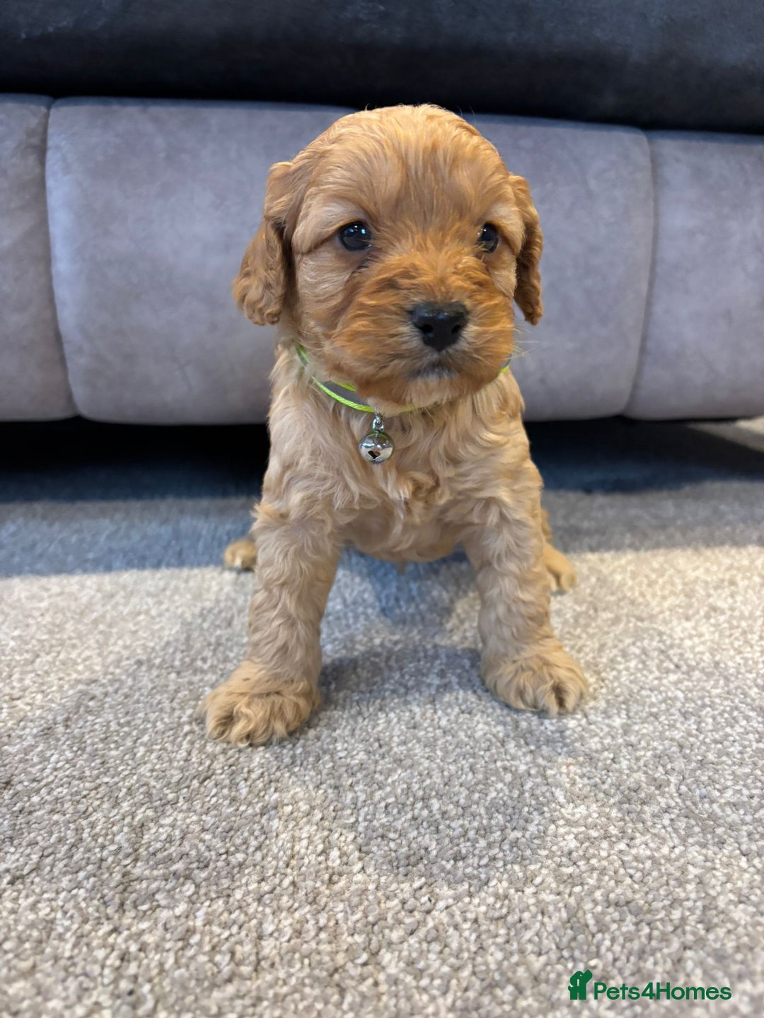 Cockapoo dogs for sale: Six stunning cockapoo puppies - Advert 10