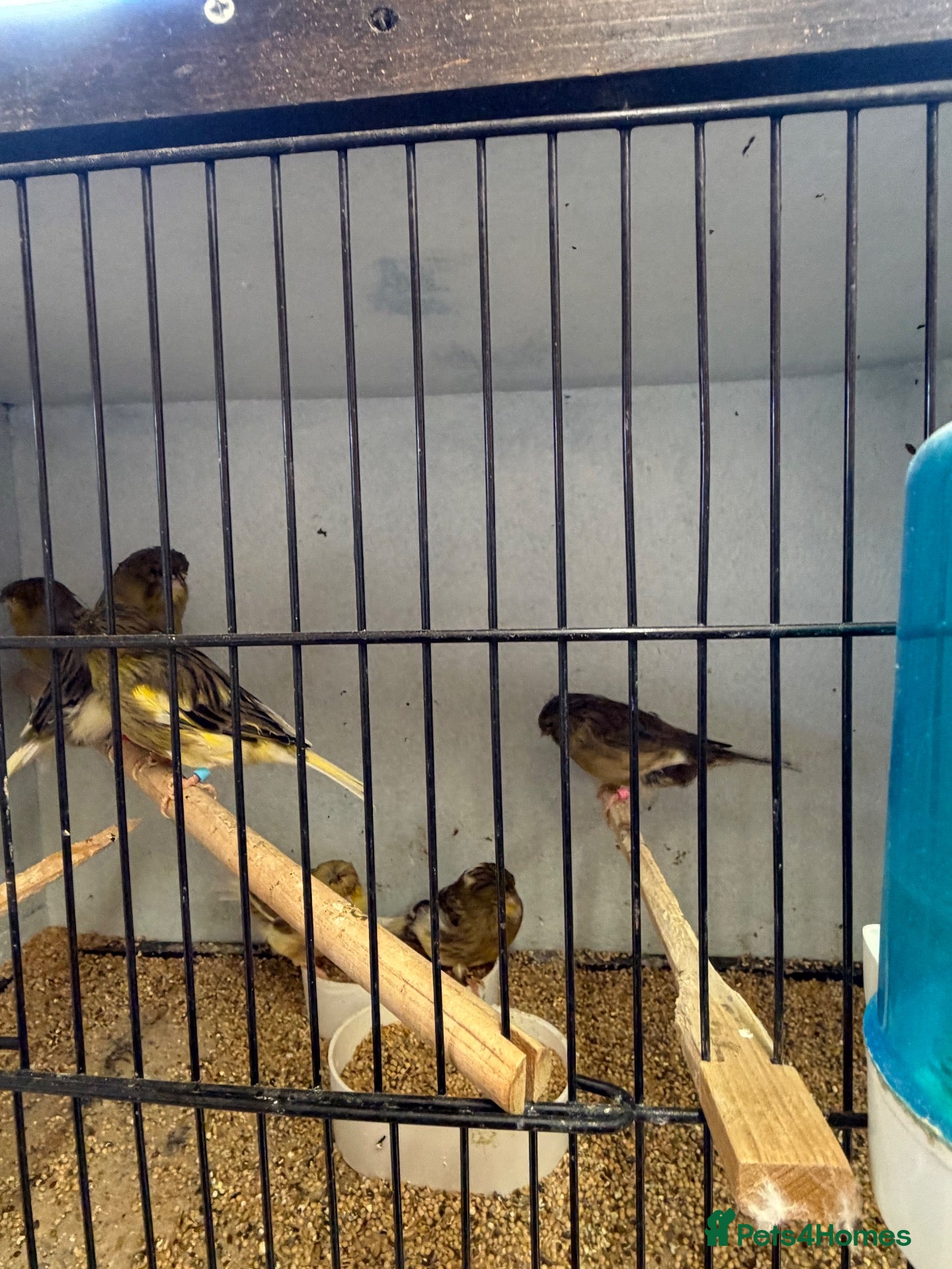 Budgerigars birds Canerys  - Advert 16