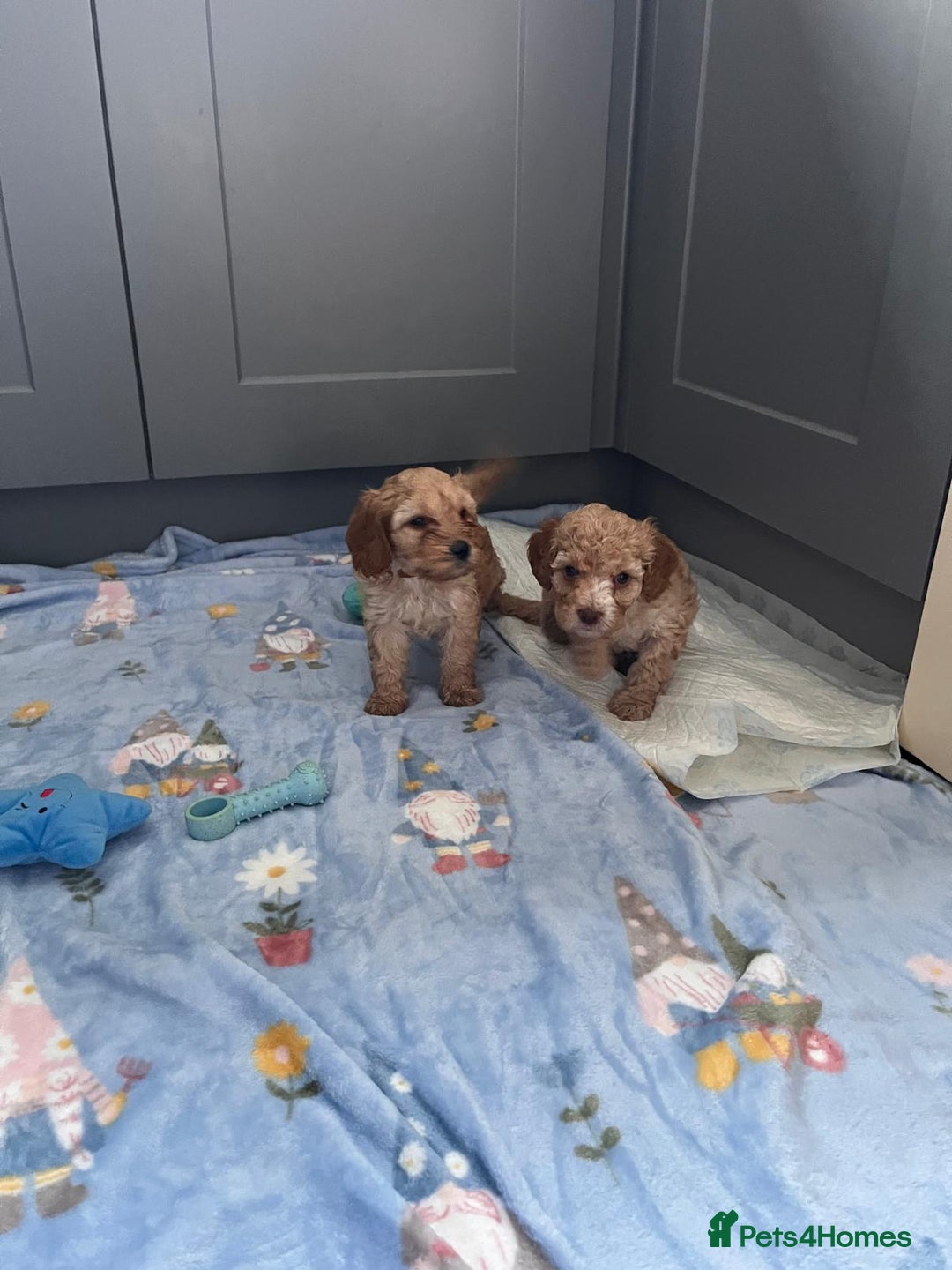 Cavapoo dogs for sale: * Cavapoo Boys available * - Image 27