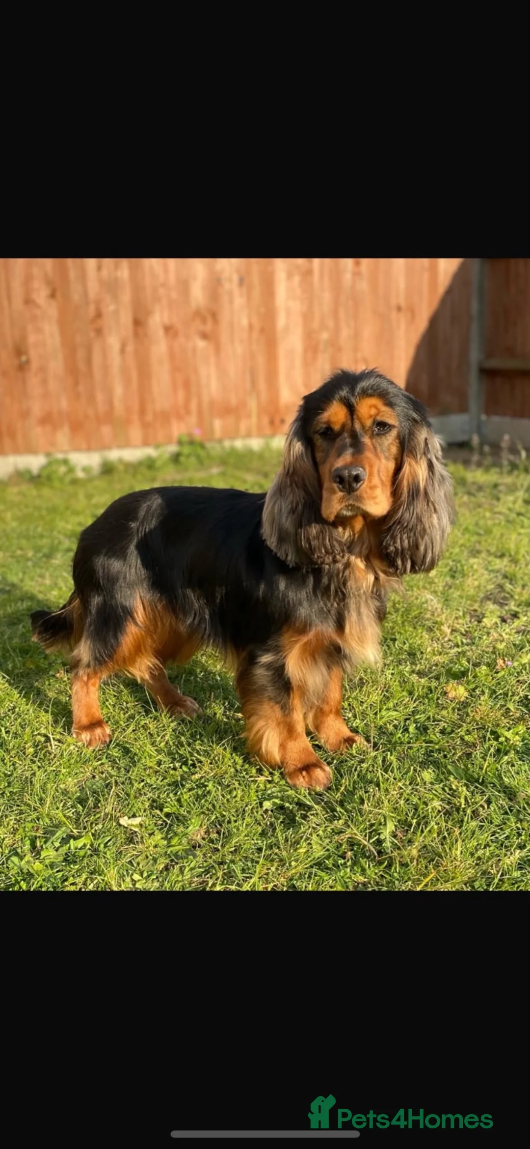 Cocker Spaniel dogs for sale: Stunning show Type cocker spaniel puppies  - Advert 14