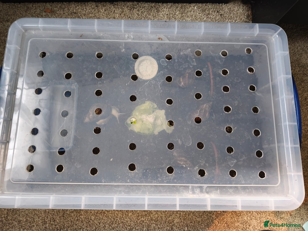 Snails invertebrates for sale: Four Giant African Land Snails for sale - Advert 6