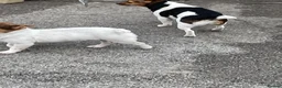 Jack Russell dogs for sale: TRADITIONAL MINI JACK RUSSEL BOY in Leeds - Advert 10