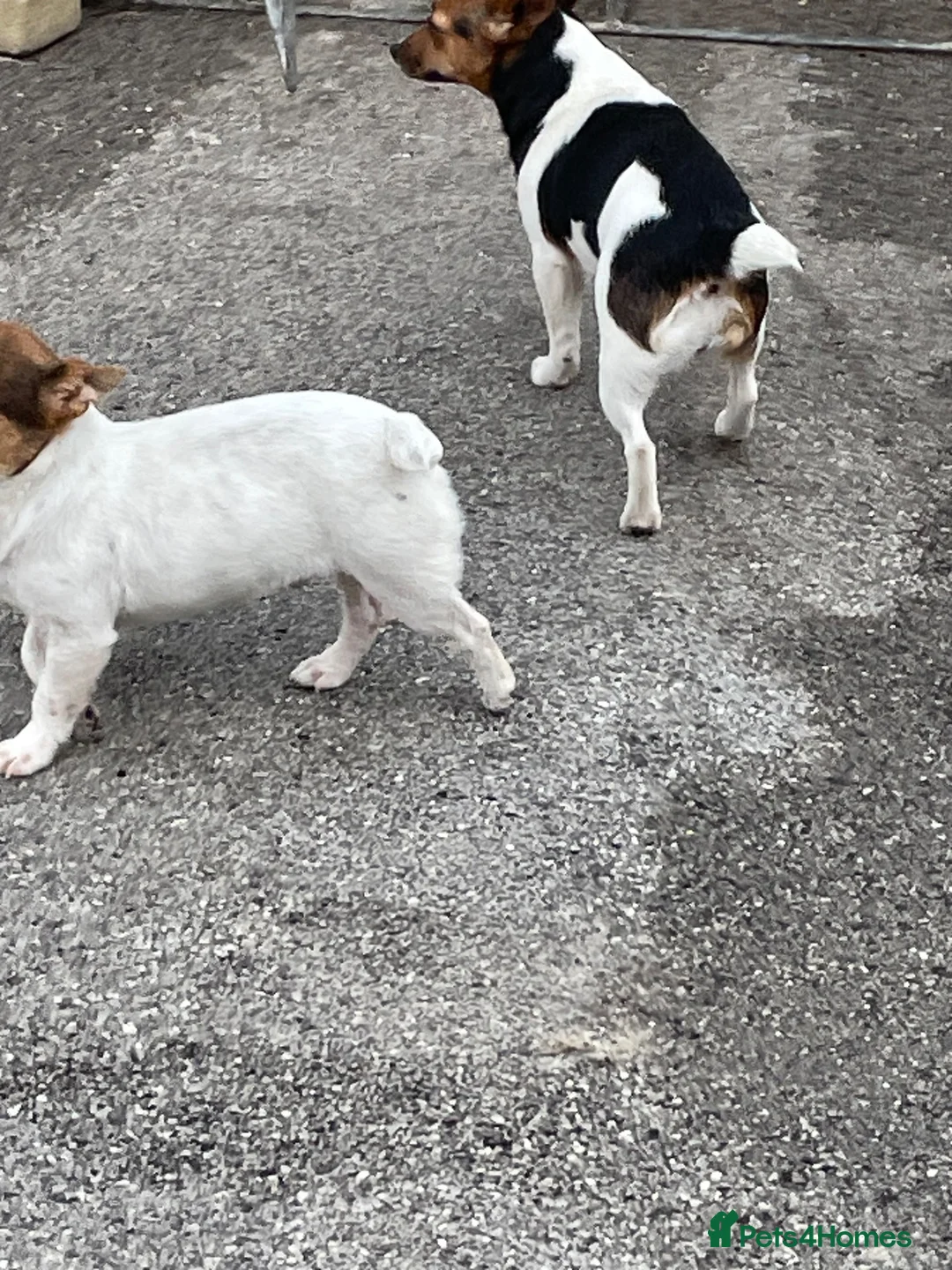 Jack Russell dogs for sale: TRADITIONAL MINI JACK RUSSEL BOY in Leeds - Advert 10